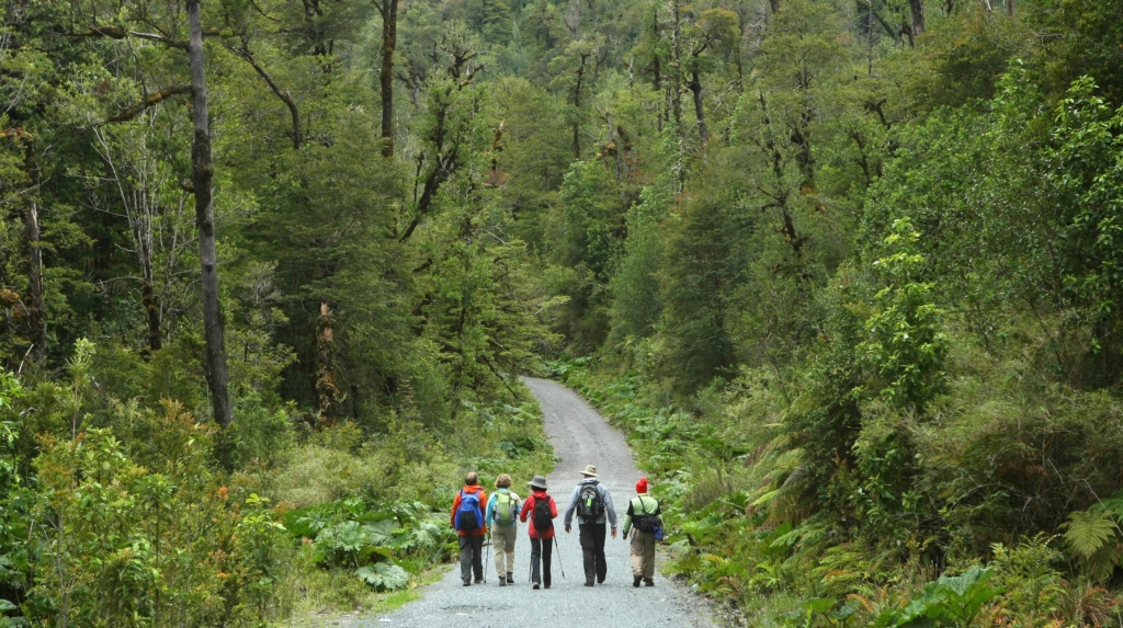 row of hikers with backpacks walking down a stone road surrounded by lush tall trees in a national park in Chile