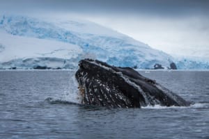 Whale in Antarctica