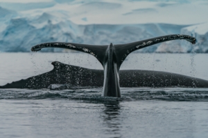 Antarctica whale tail