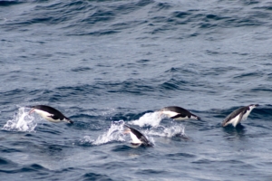 Drake Passage penguins