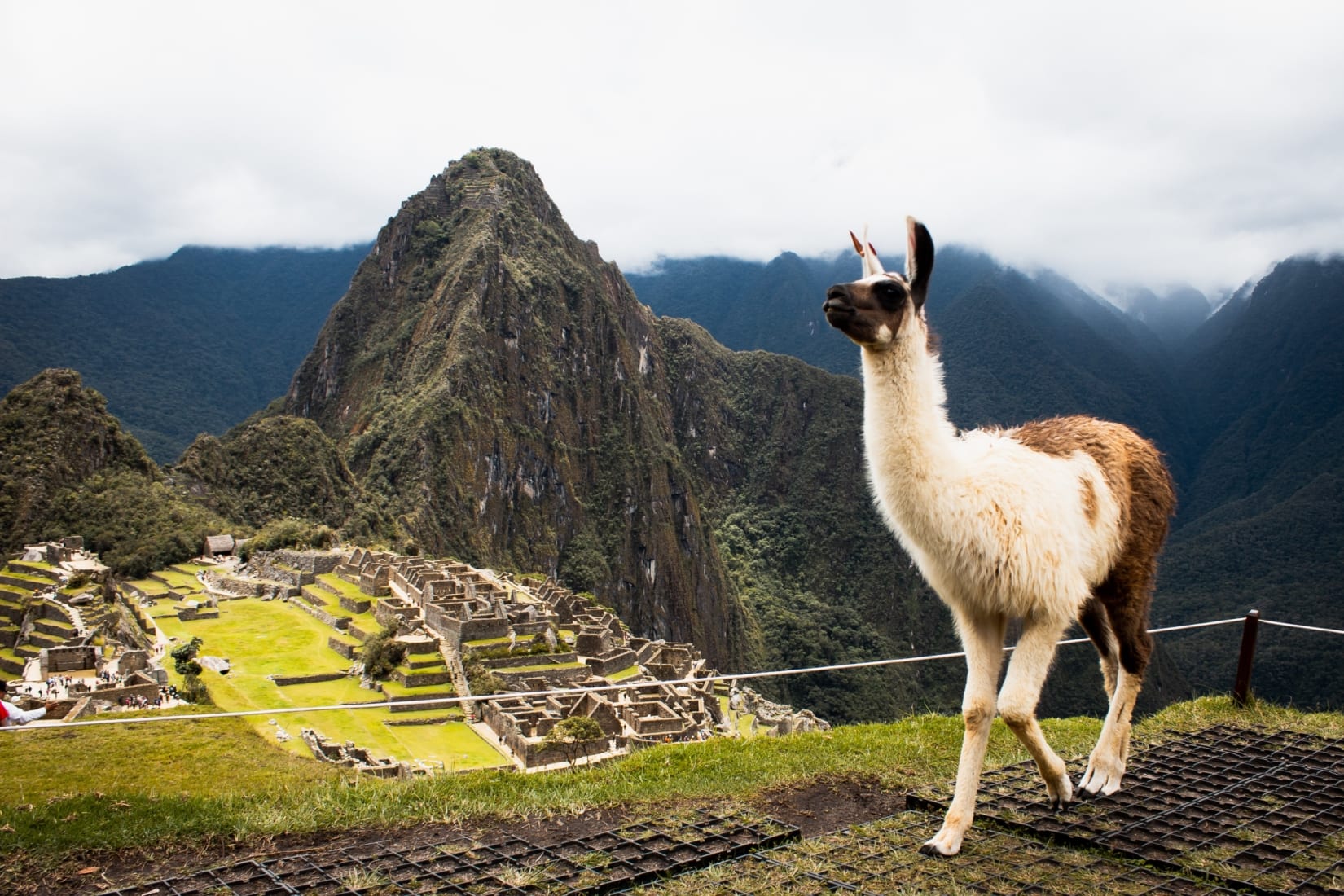 A photograph of a llama walking on a hill above Machu Picchu, with the citadel in the background