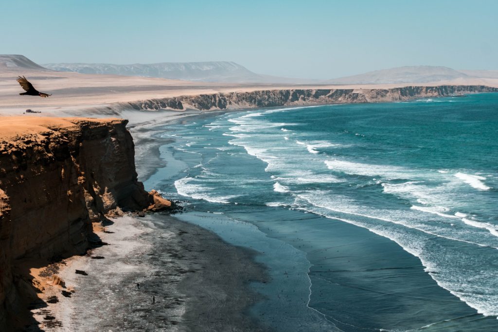 bird soaring above sandy desert cliffs toward a bay with blue rolling waves