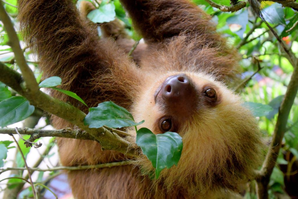 smiling baby sloth hanging upside down from a tree branch