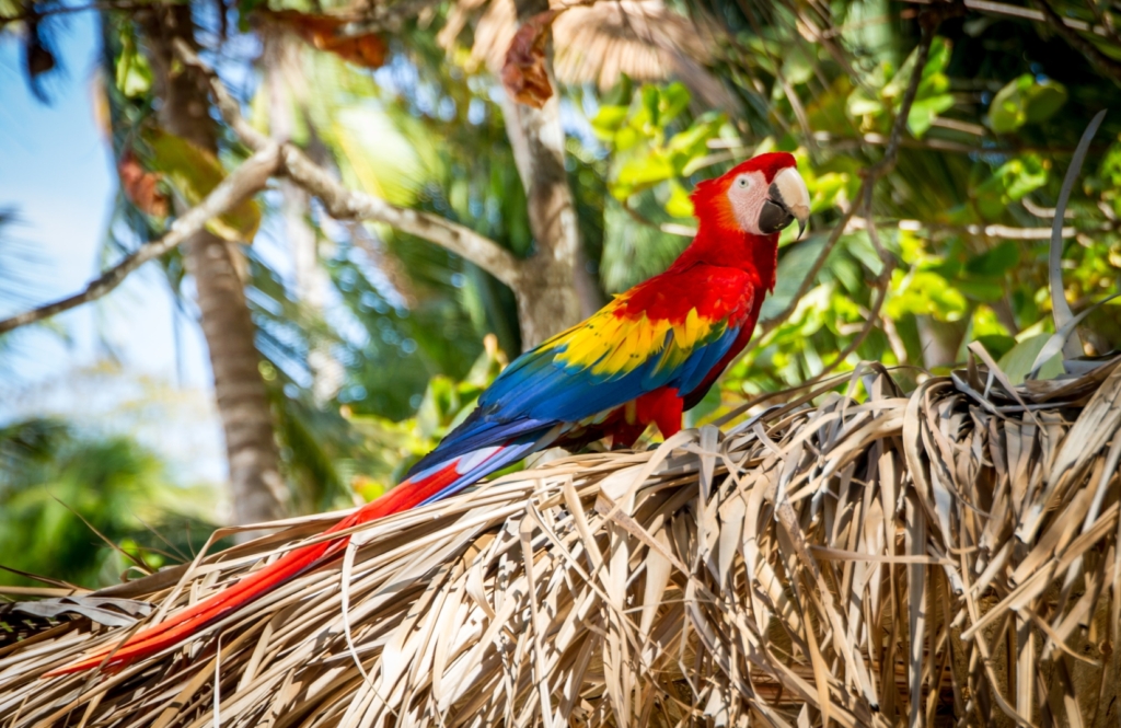 colorful feathers of a macaw bird perched on dried leaves in Tortuga Island of Costa Rica