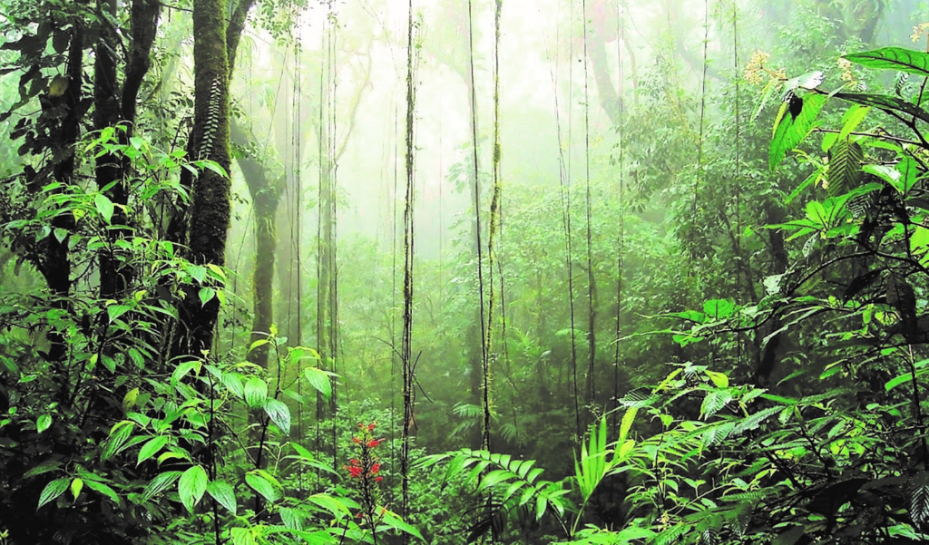 hazy cloud forest with lush plants in costa rica