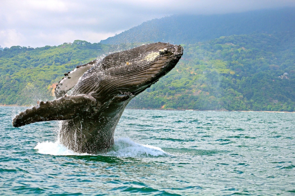 marine whale jumping out of water on a boat tour