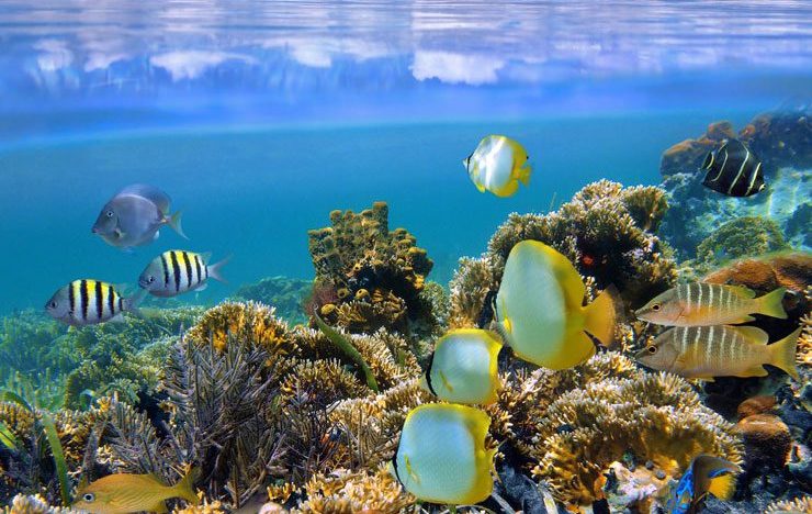 tropical fish and coral reefs in the caribbean