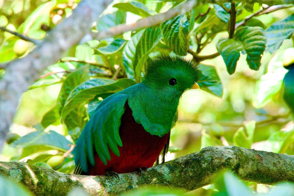 vibrant resplendent quetzal bird perched on a tree branch while finding shade under leaves on a sunny day