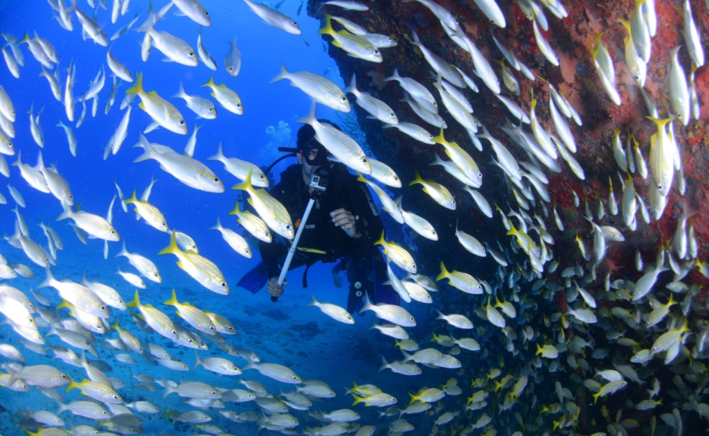 scuba diver surrounded by a school of fish