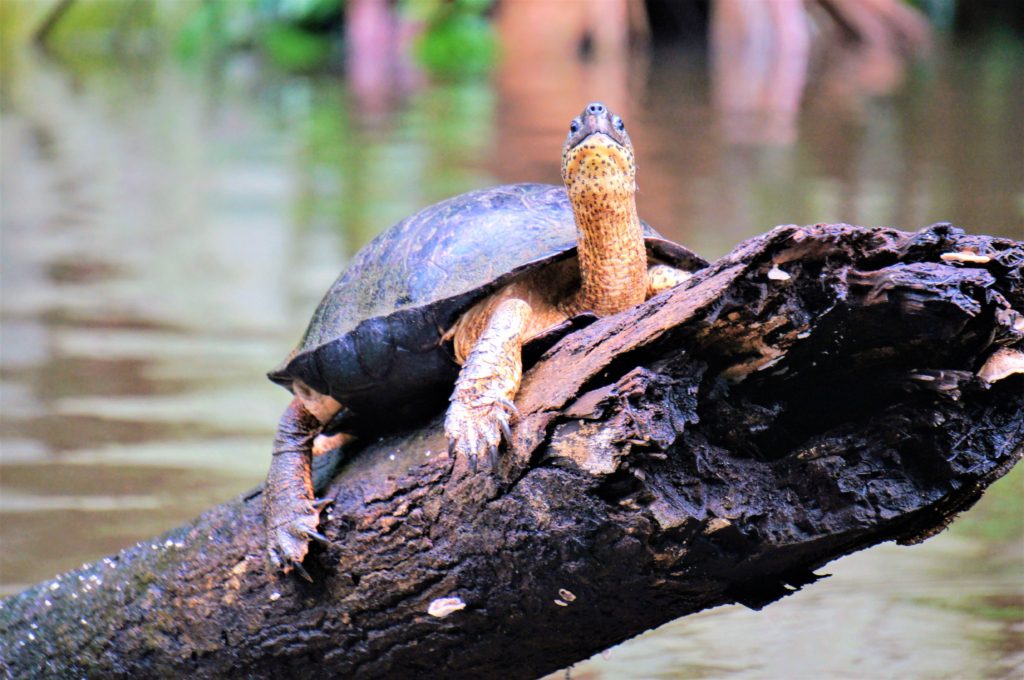 turtle perched on a log in the river