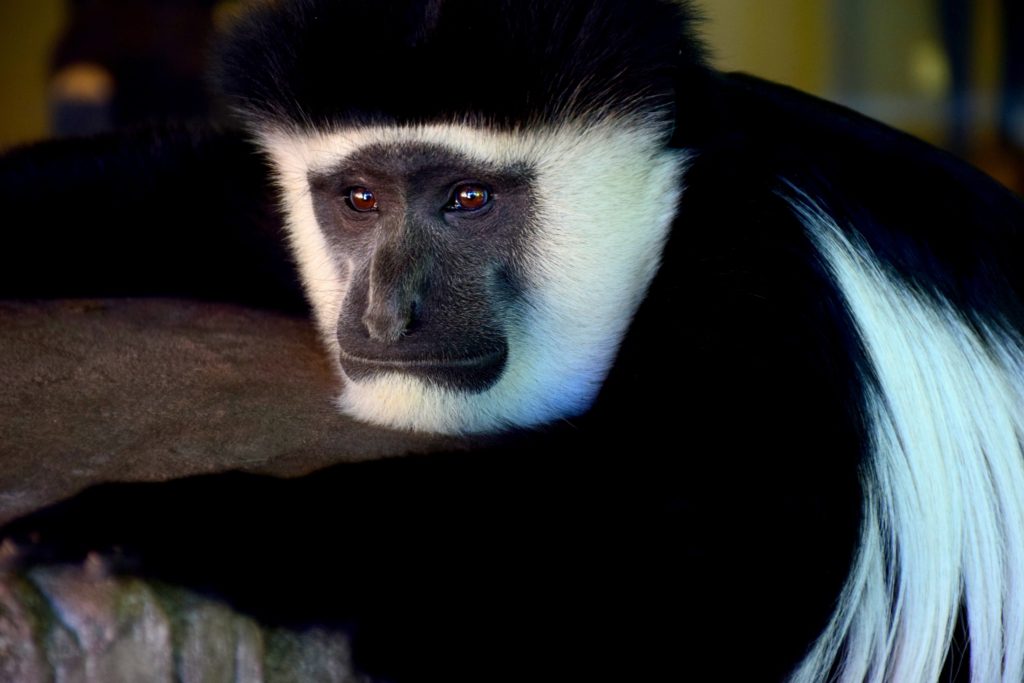 tanzania-colobus-monkey