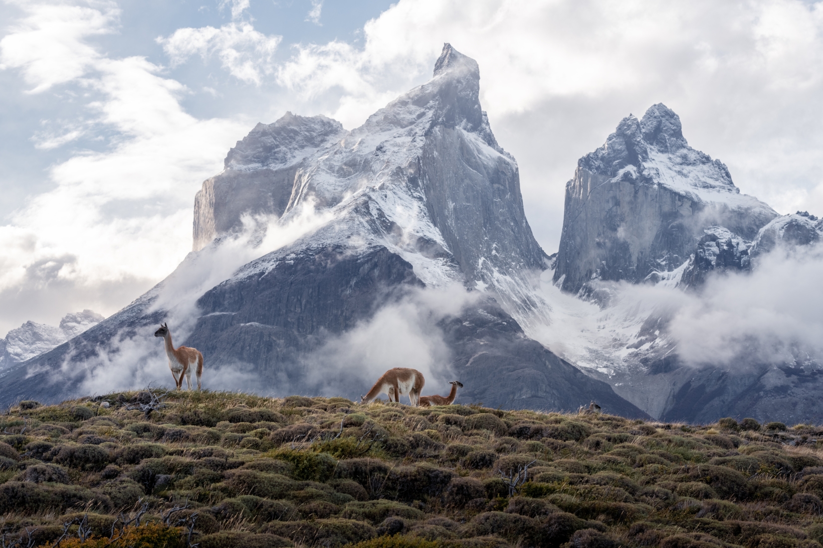 A photograph of several guanacos grazing in Torres del Paine, with the Cuernos behind them