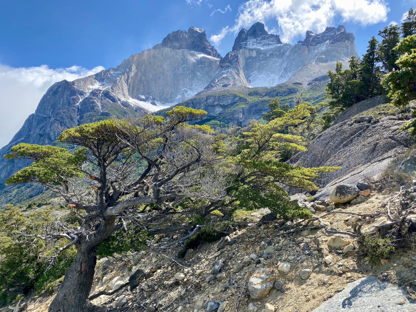 A photograph of a tree shaped by wind in Torres del Paine National Park, with mountains looming above