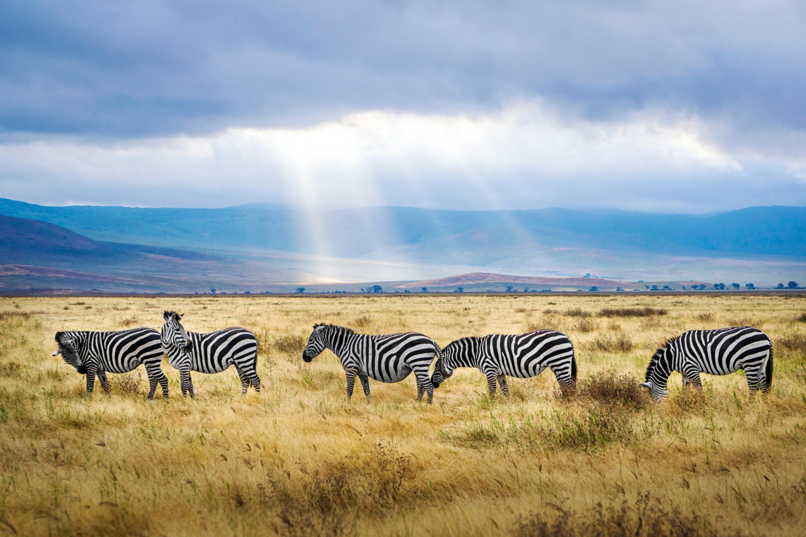 Five zebras in grazing in a grass field during the daytime