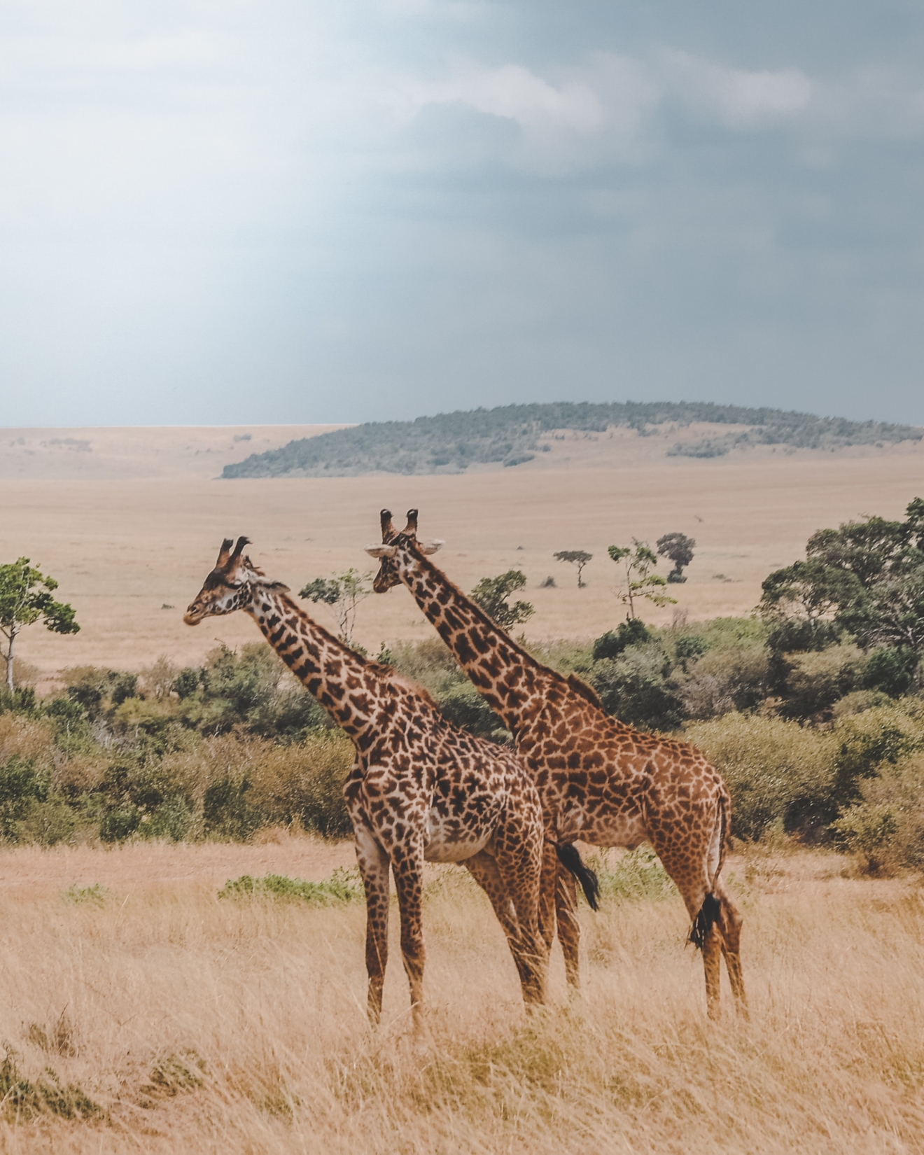 A pair of giraffes in an open grass field in Africa 