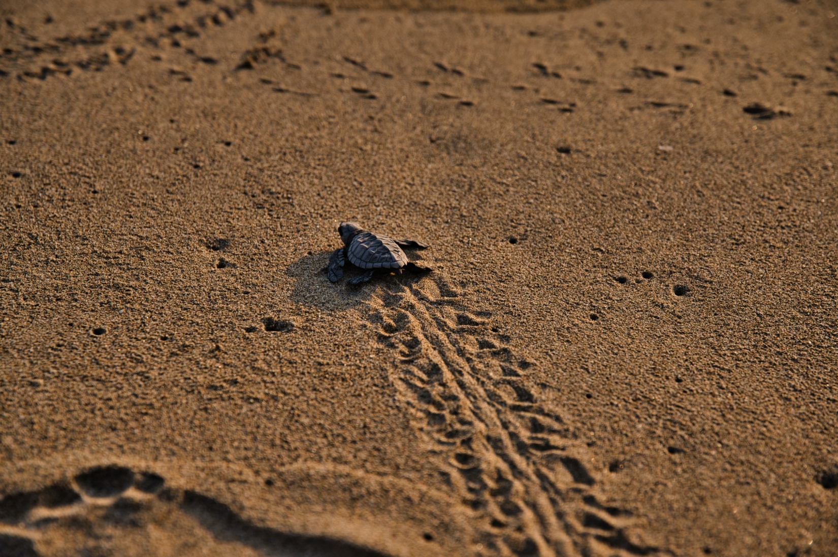 Brown Sea Turtle crawling on a sandy beach