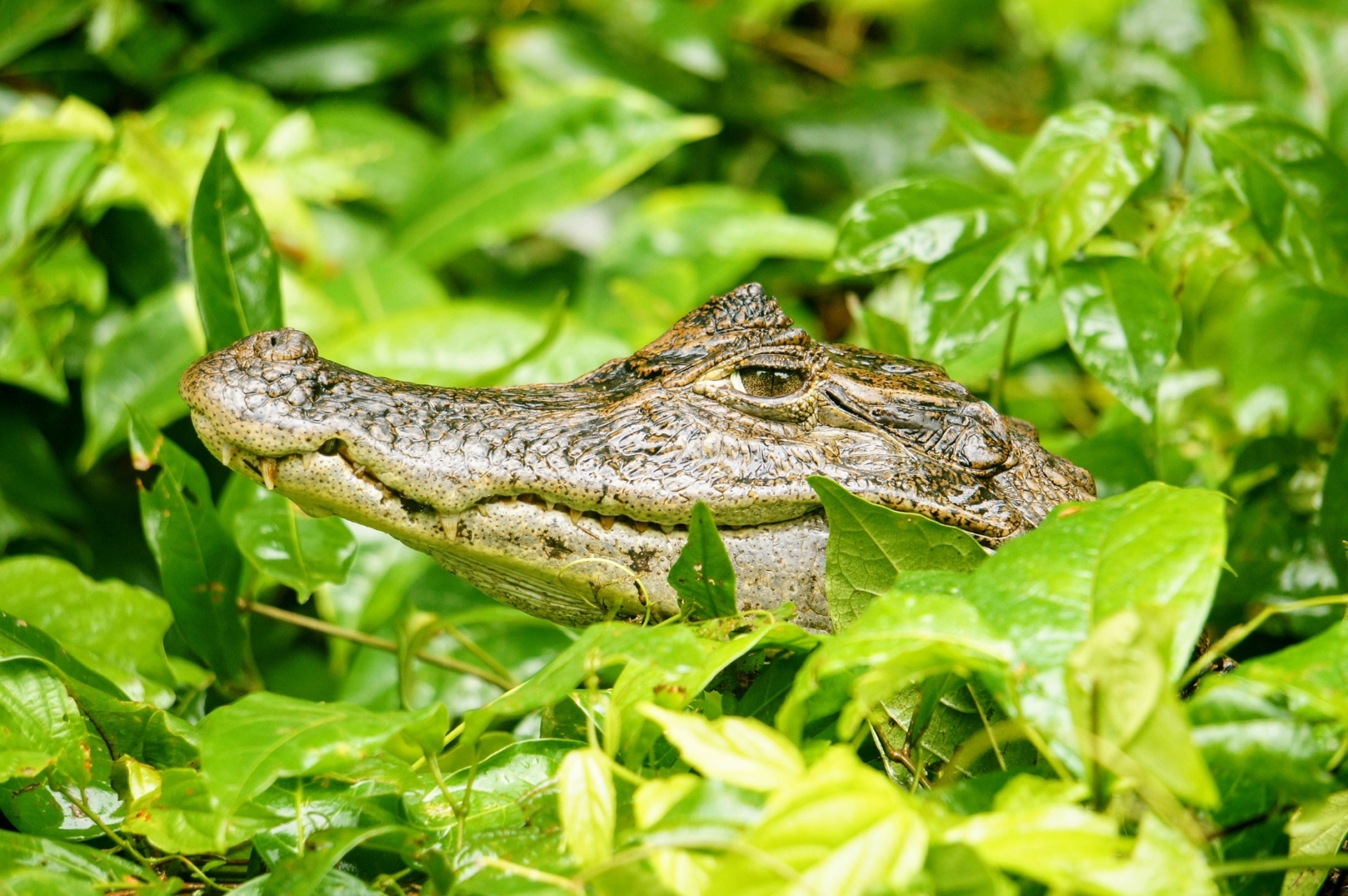 Caiman alligator poking its head above river foliage