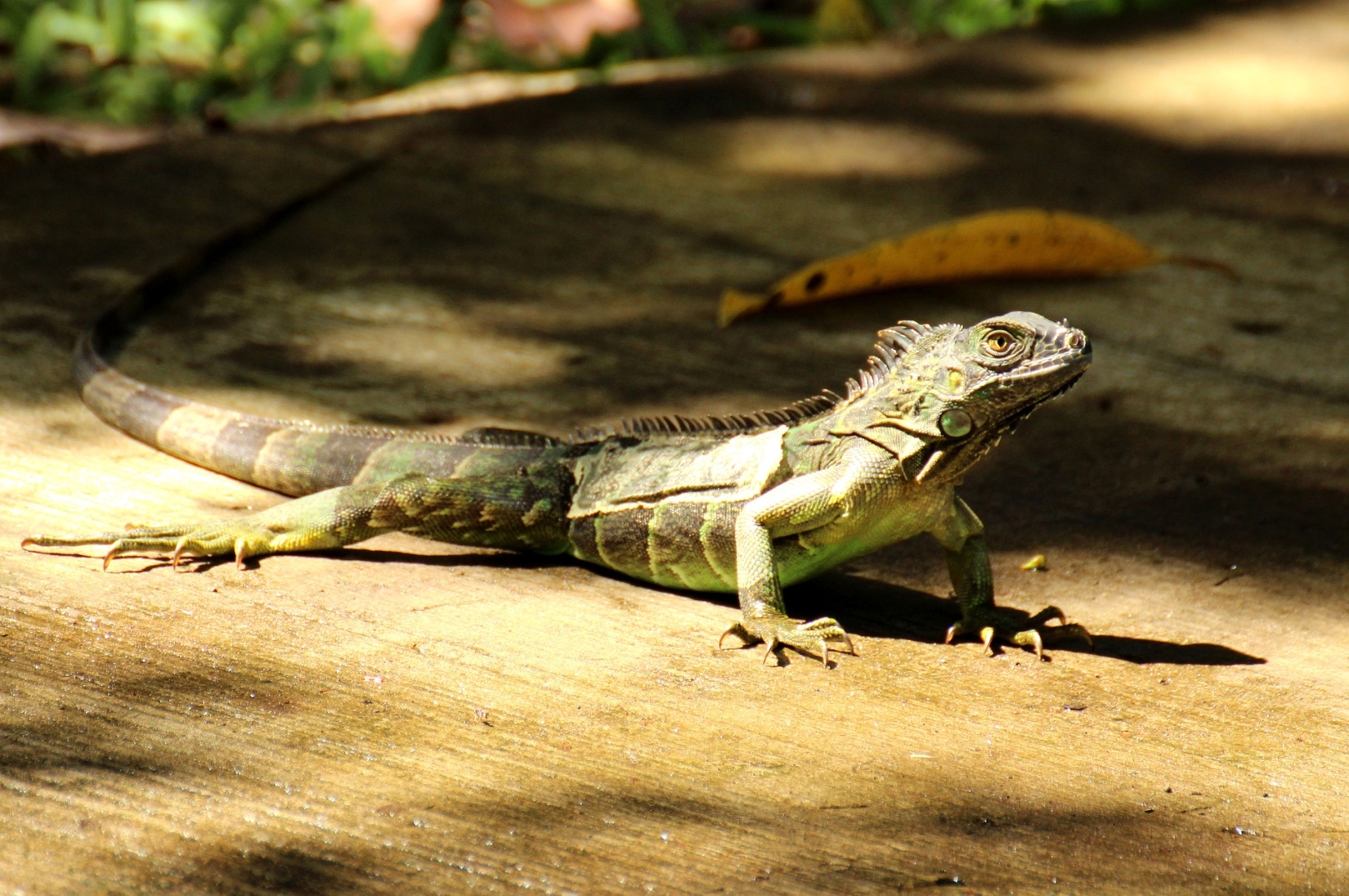 Scaly iguana basking in the sunlight in Costa Rica
