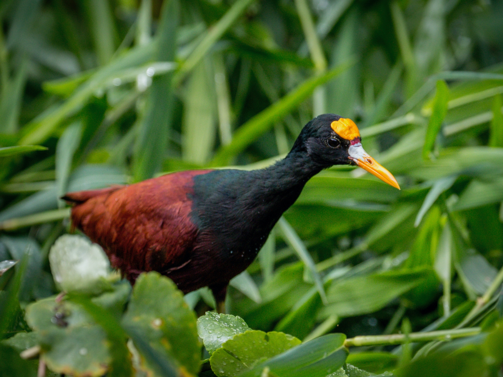 Northern Jacana bird standing in foliage in lush Tortuguero Forest