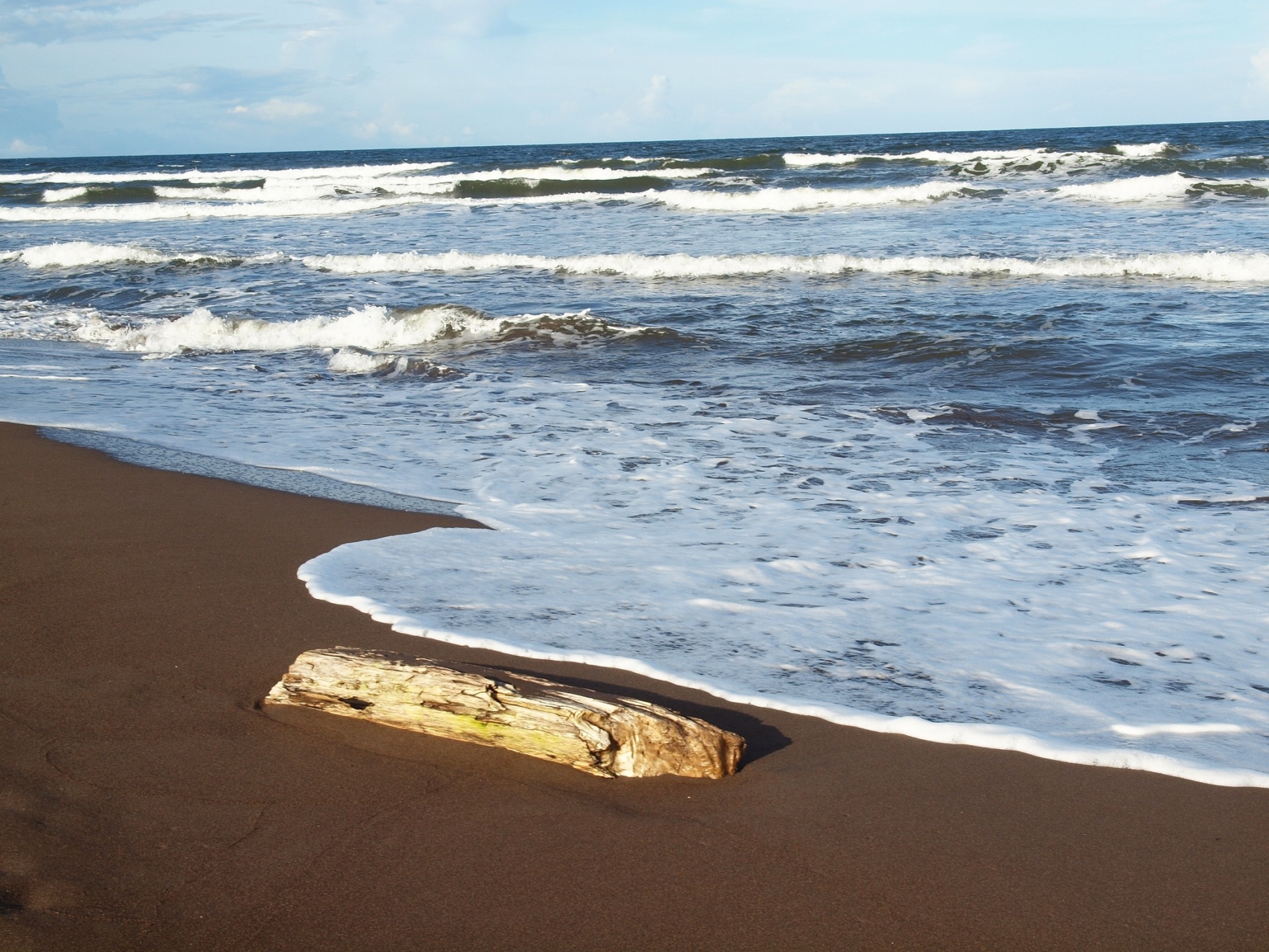 Driftwood on wavy Tortuguero Beach shoreline in Costa Rica