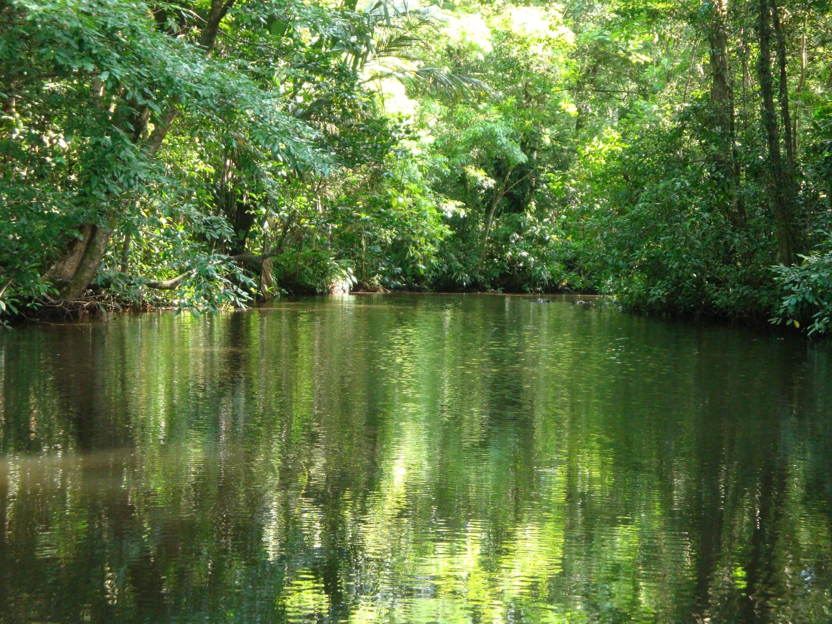 Tortuguero River surrounded by green trees during the daytime