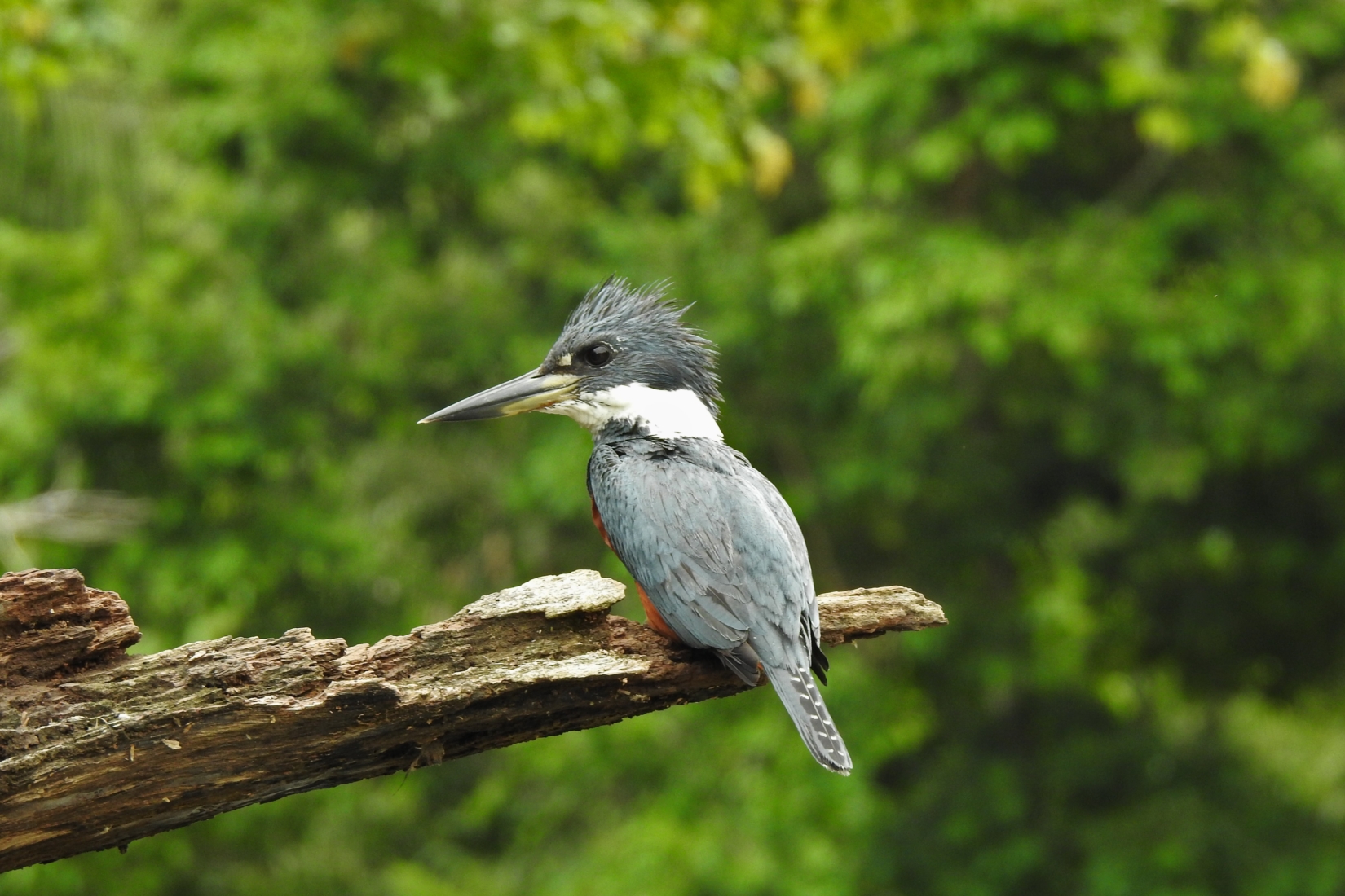 Ringed Kingfisher perched on a piece of wood in Tortuguero Forest, Costa Rica