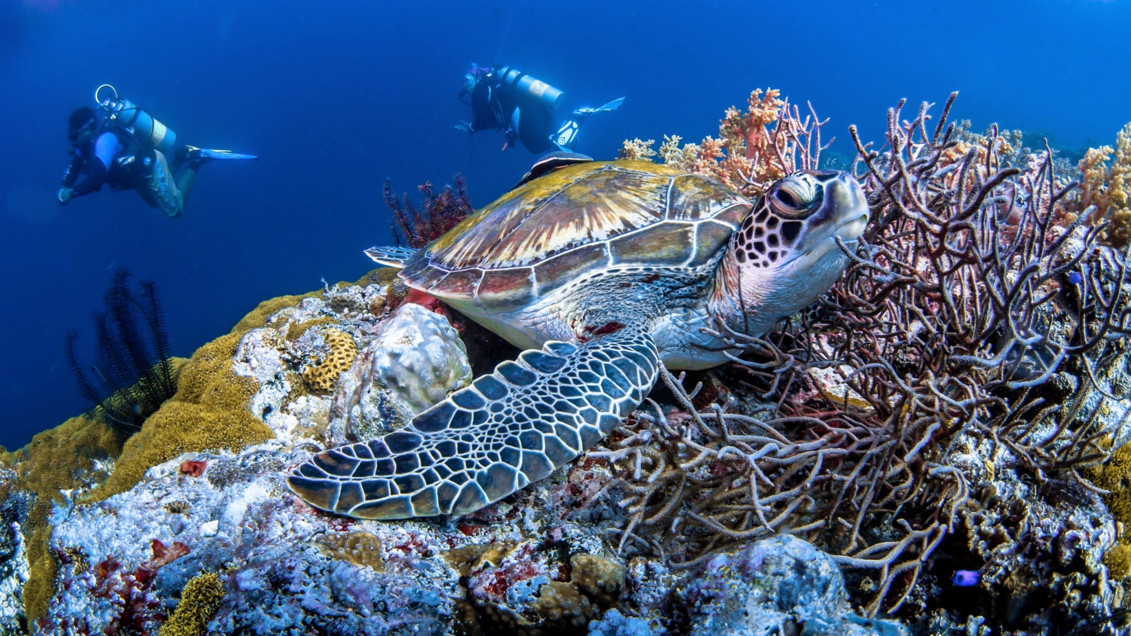 A large sea turtle resting on coral reefs with two divers in the background
