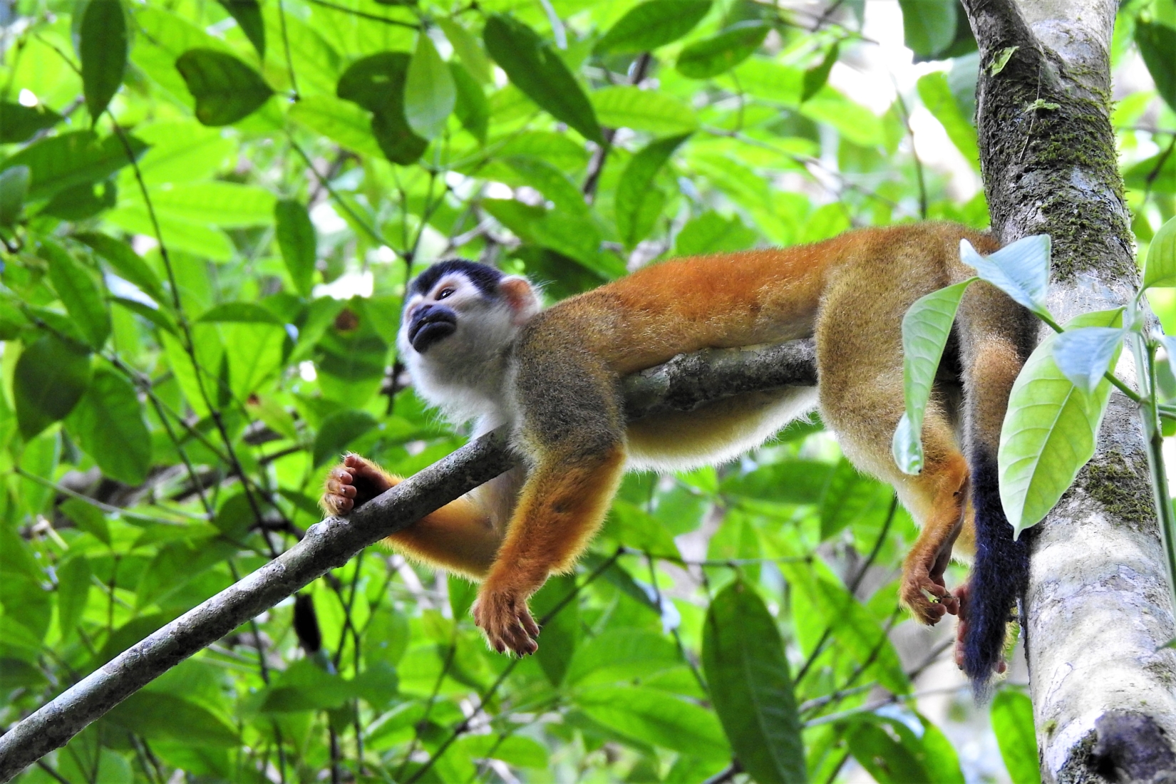A squirrel monkey resting on a tree branch in sustainable Costa Rica