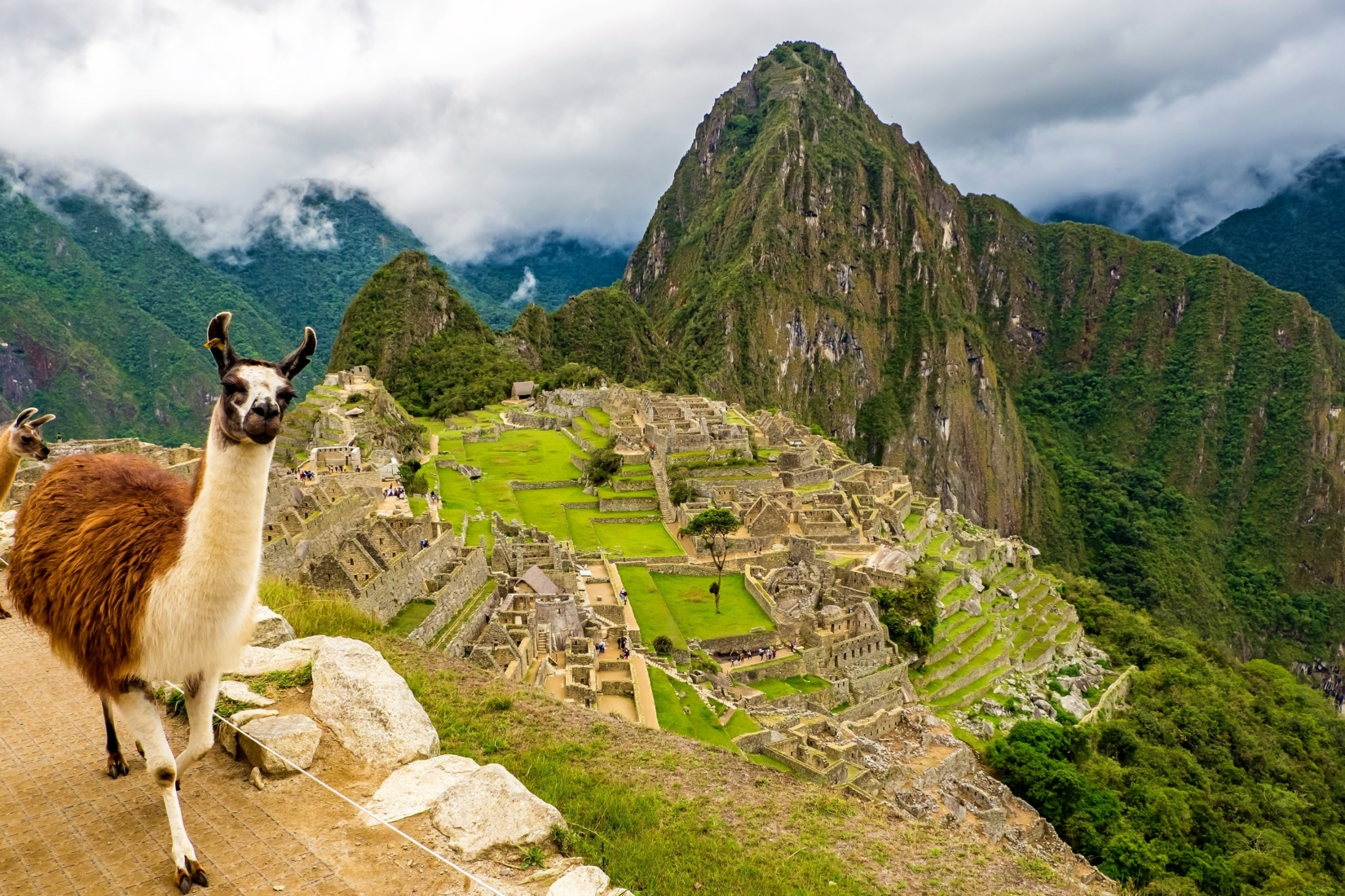 A llama walking in front of the green mountains of Machu Picchu in Peru on a cloudy day