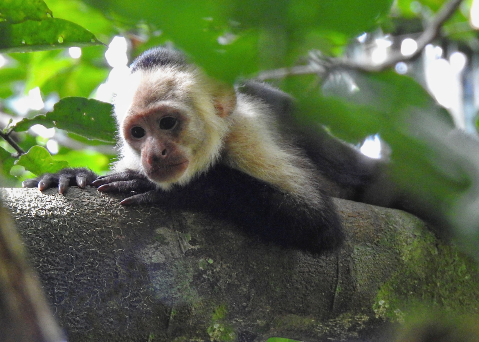 A black-and-white Capuchin Monkey rests on a tree in Costa RIca