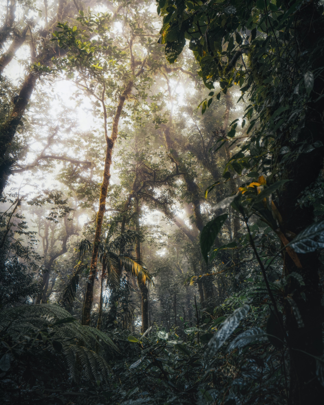 Cloud forests provide cover in an dense jungle in Costa Rica