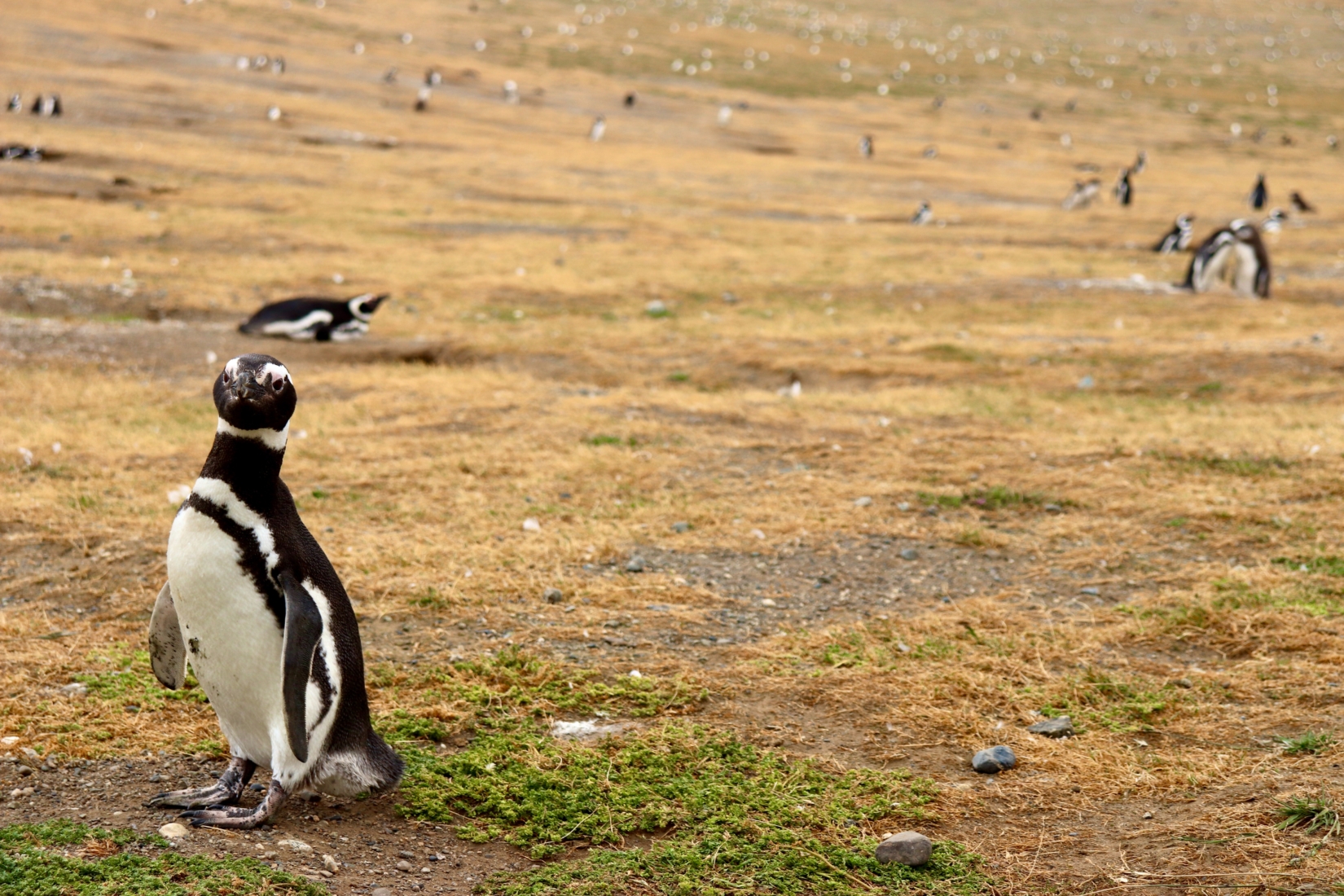Penguin colony on flat grassy field