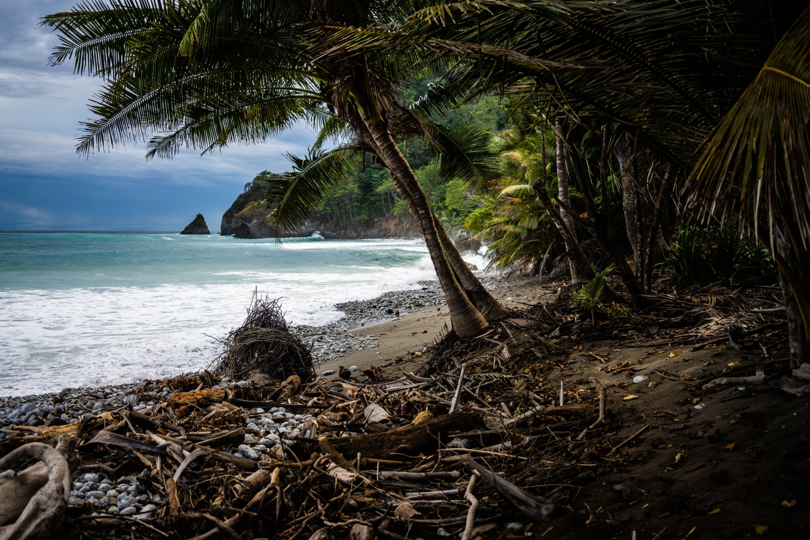 A palm tree divides the image of a beach filled with branches in two between ocean and jungle