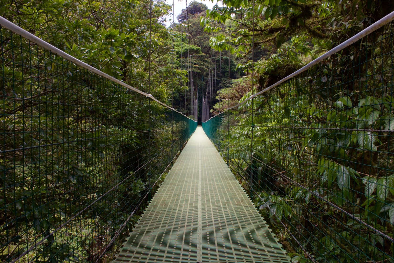 A suspension bridge guides you through Costa Rica’s biodiversity