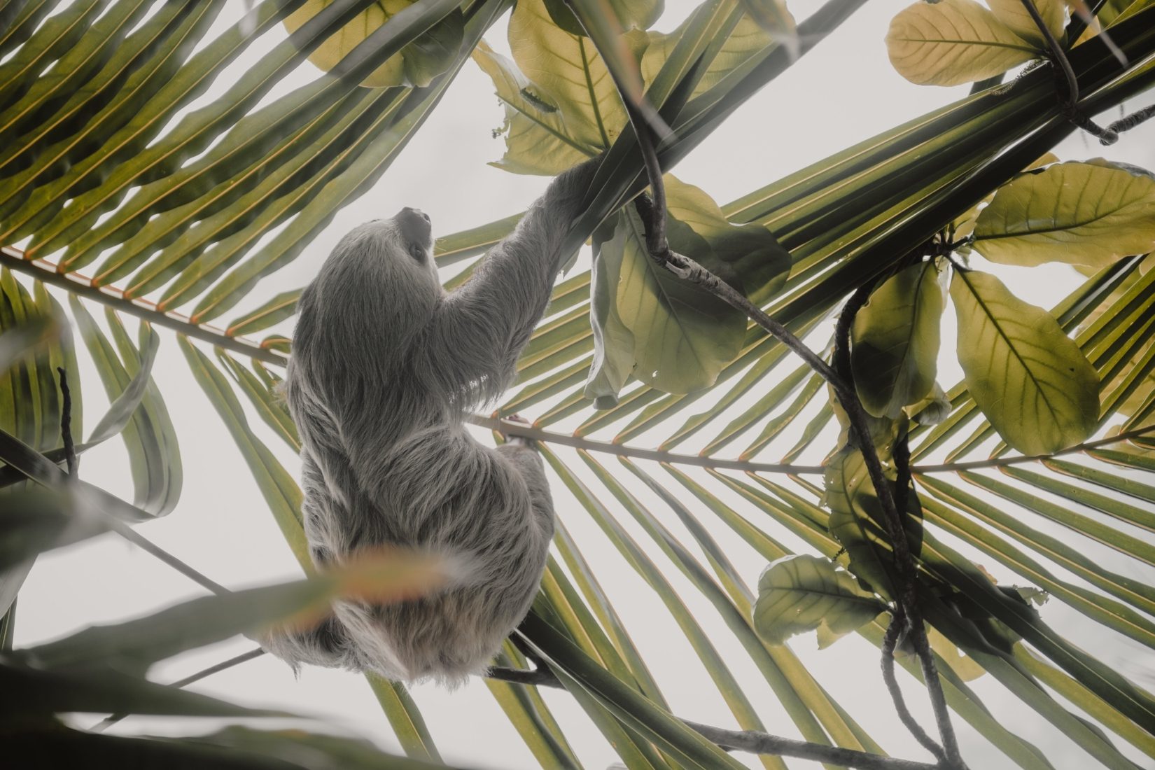 A sloth hangs upside-down from the lush greenery highlighting the biodiversity of Central America