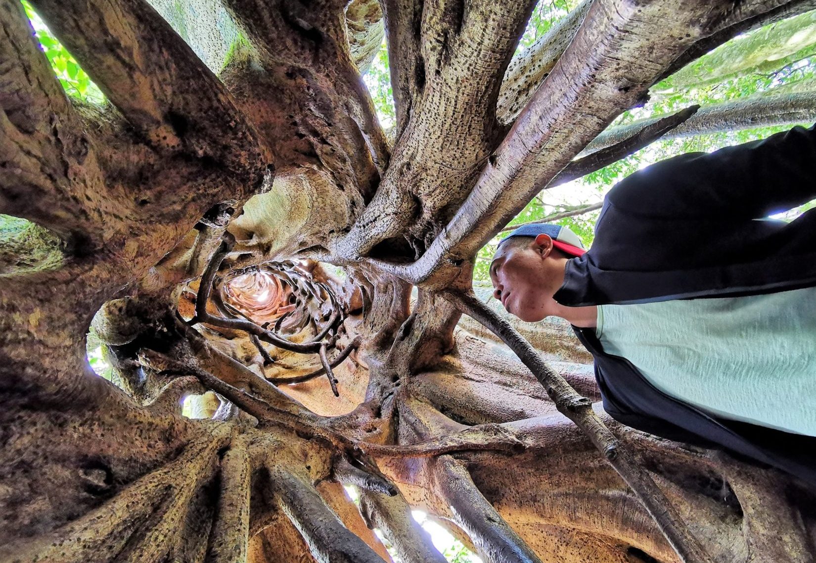 Man gazing up at rooty ficus tree in cloud forest in Central America