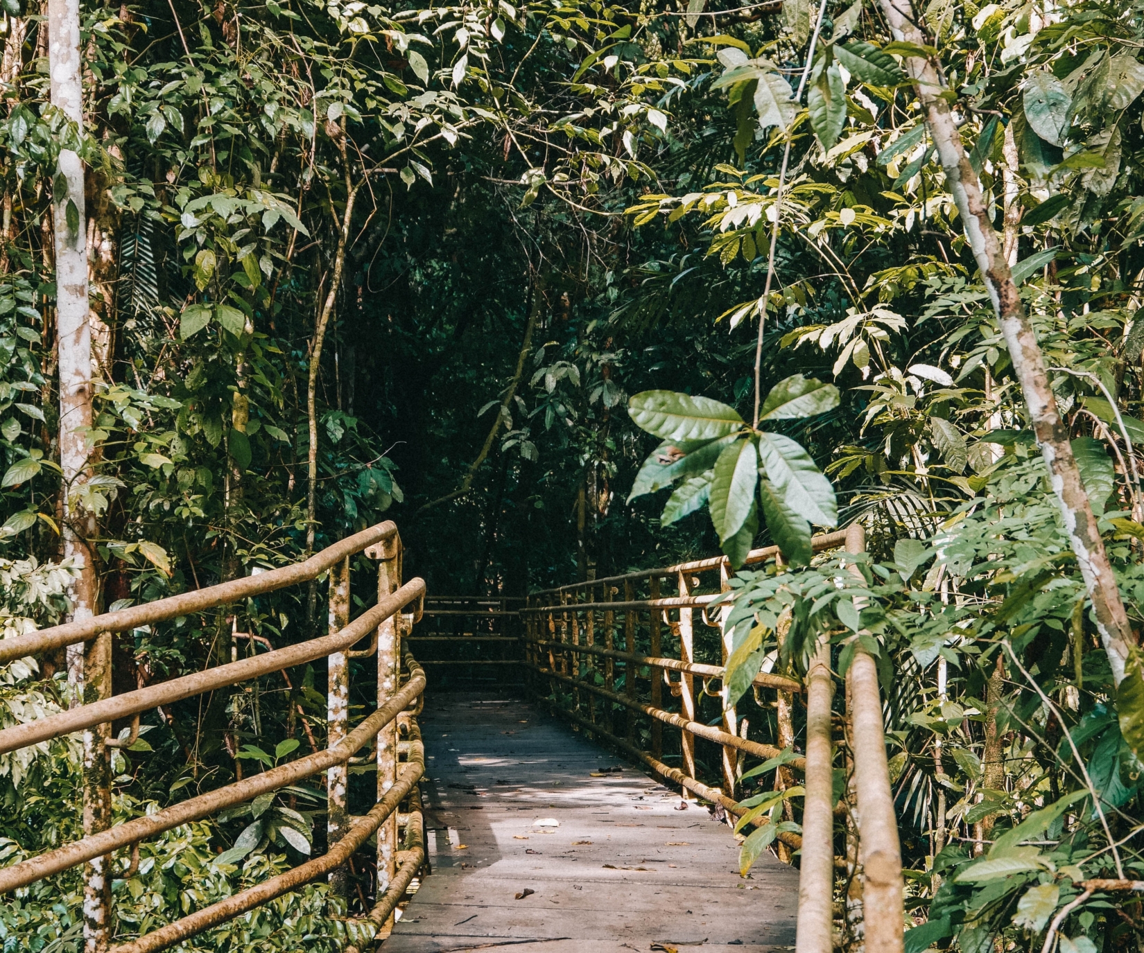 Wooden bridge leading into thick forest in Manuel Antonio National Park, Costa Rica