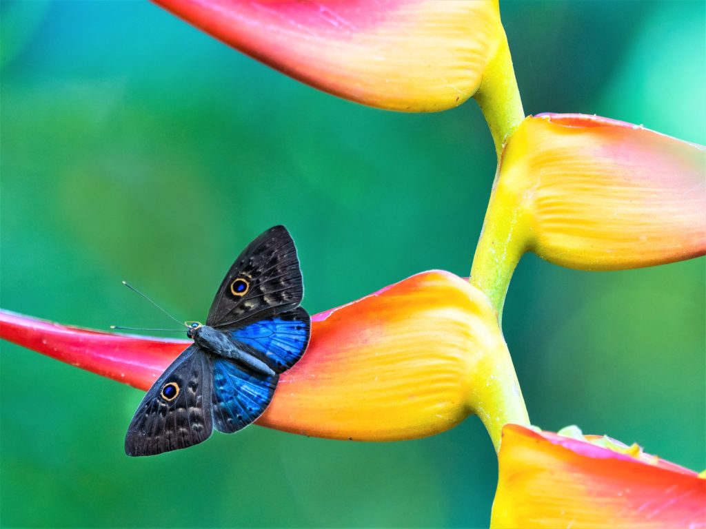 Close up image of colorful butterfly on a vibrant tropical plant