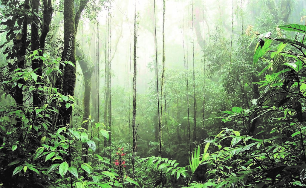 overhead view of misty Monteverde cloud forest in Costa Rica