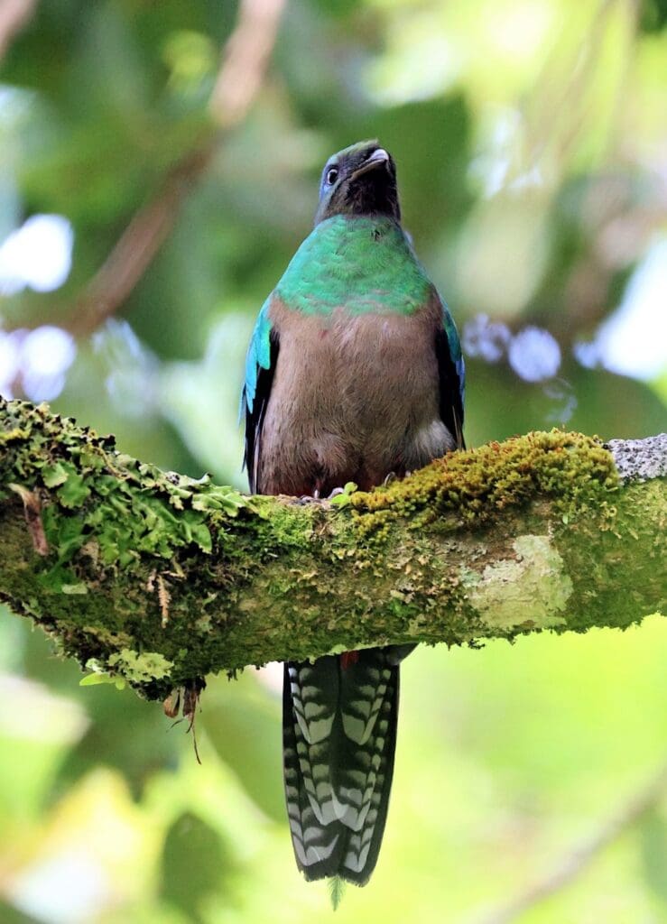 Close up image of colorful quetzal bird perched on mossy branch in Monteverde, Costa Rica