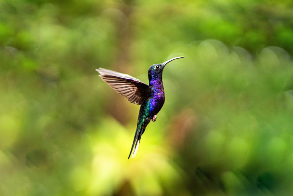bright colorful hummingbird in flight with outspread wings in Monteverde forest