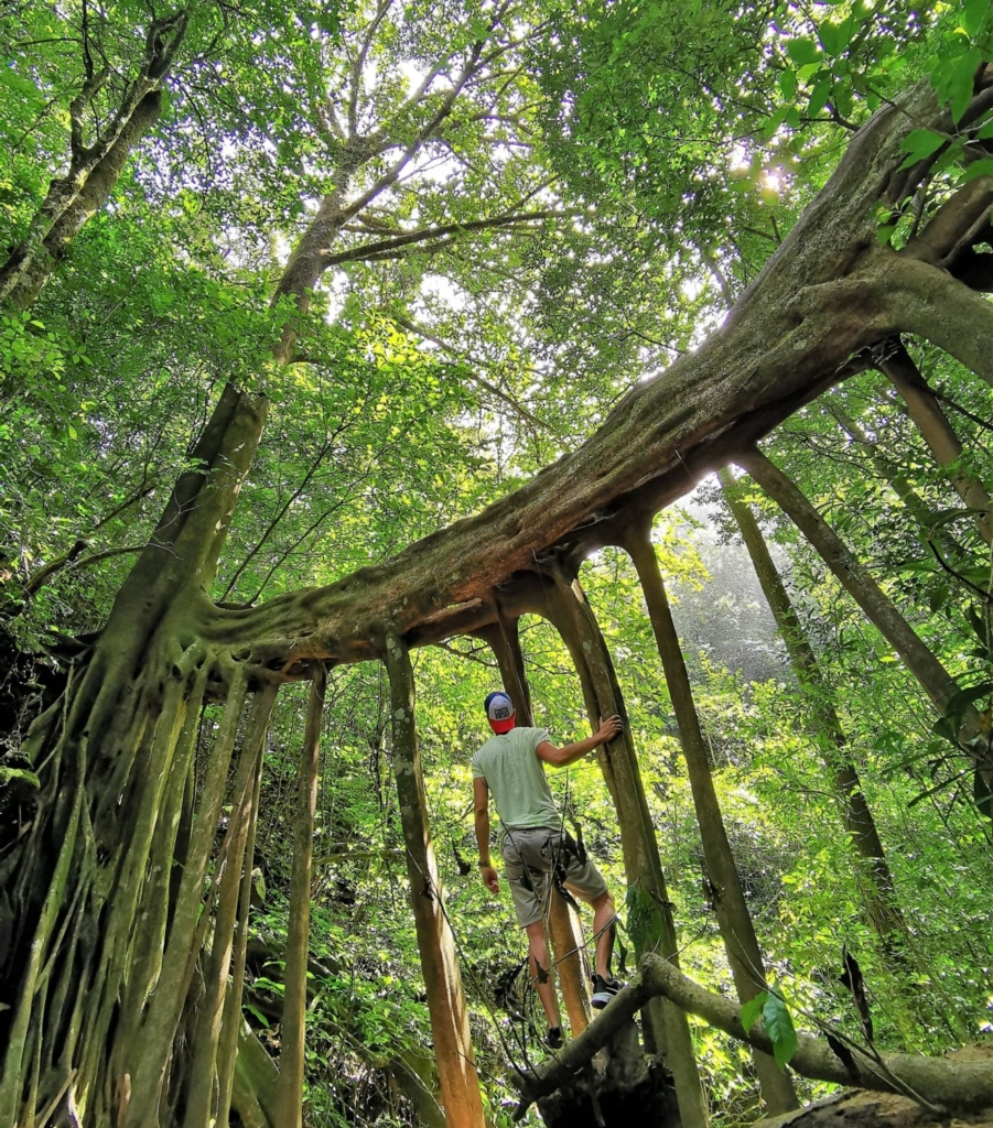 Man with hat holding onto the tall roots of a ficus tree in the Costa Rica Monteverde forest