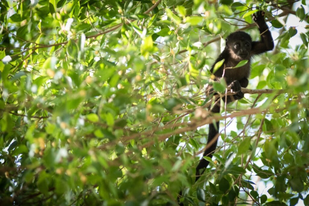 Mantled Howler Monkey caught in a tree in Tamarindo, Costa Rica