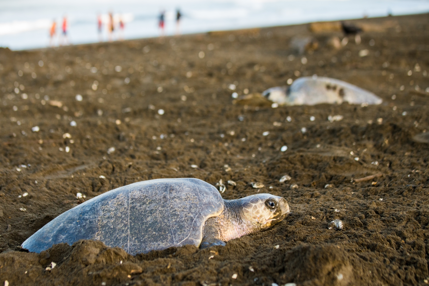 Mother sea turtles laying their eggs on Playa Ostional in Costa Rica