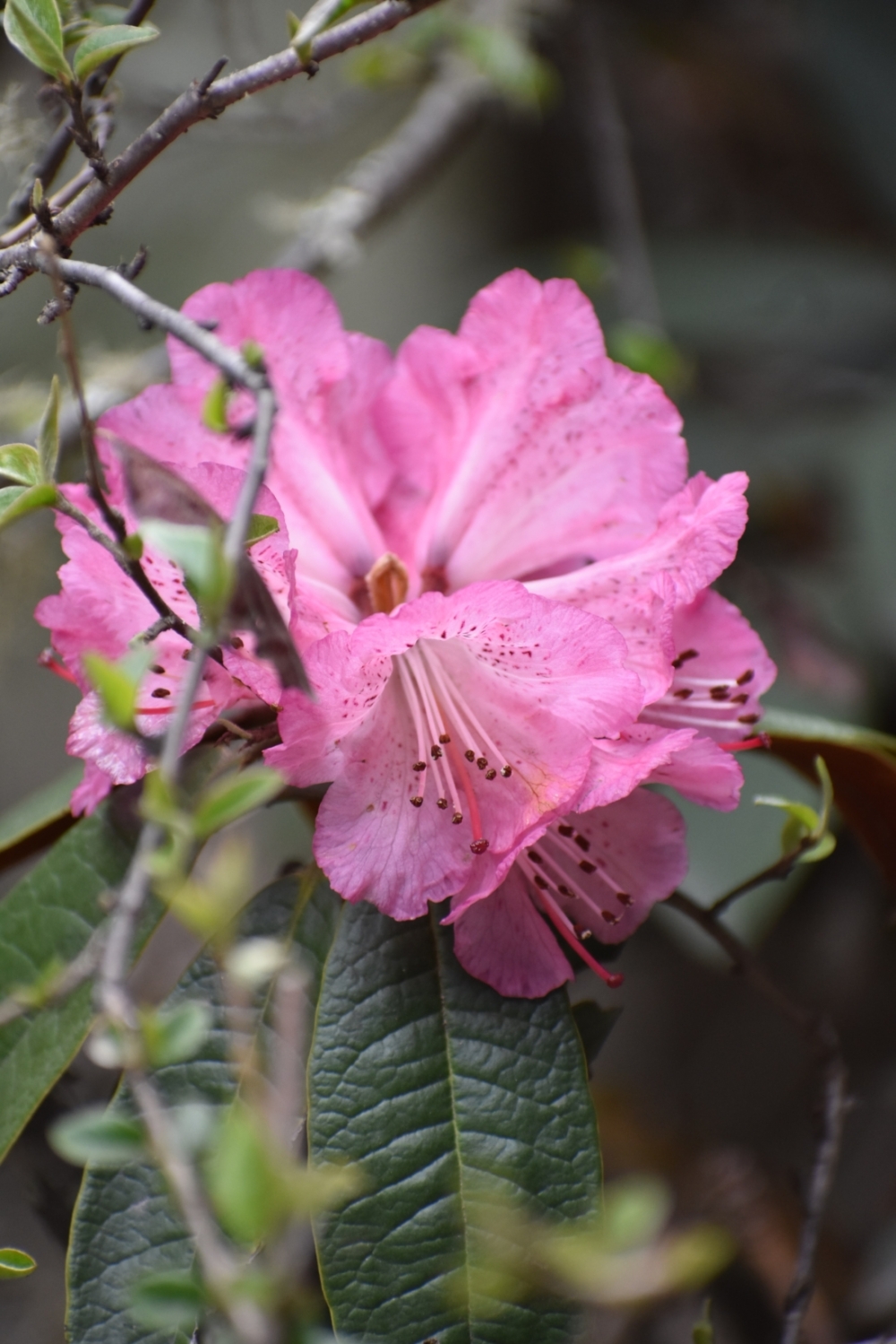 A close-up photograph of pink rhododendron flowers near Debouche and Tengboche in Nepal