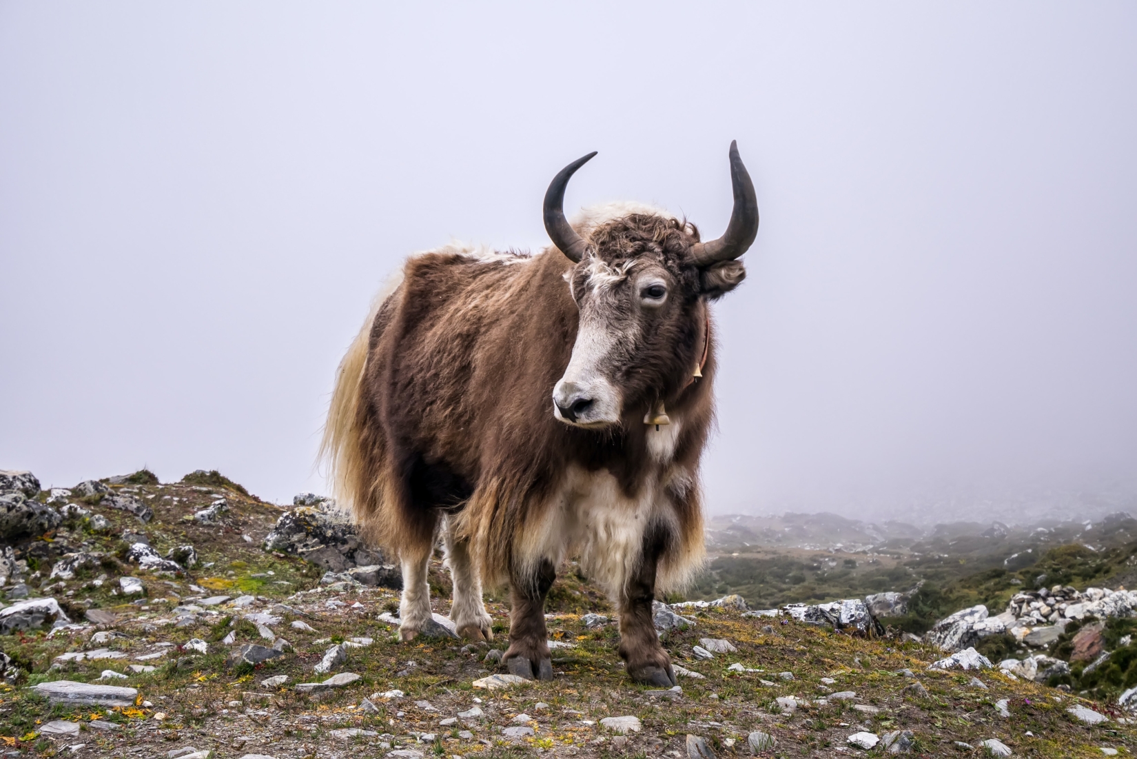 A photograph of a yak in the Himalayas, on a misty day in the mountains of Nepal