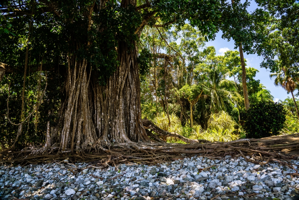 tall rooty trees on rocky beach on the Osa Peninsula