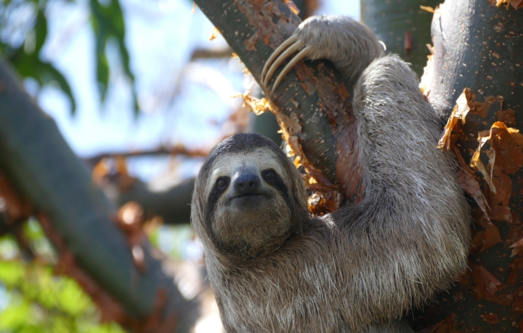 Sloth hugging a tree while looking at the camera in Costa Rica