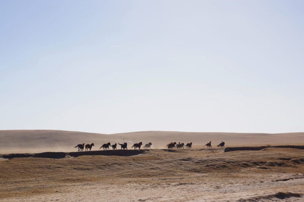 amazing mongolia tours