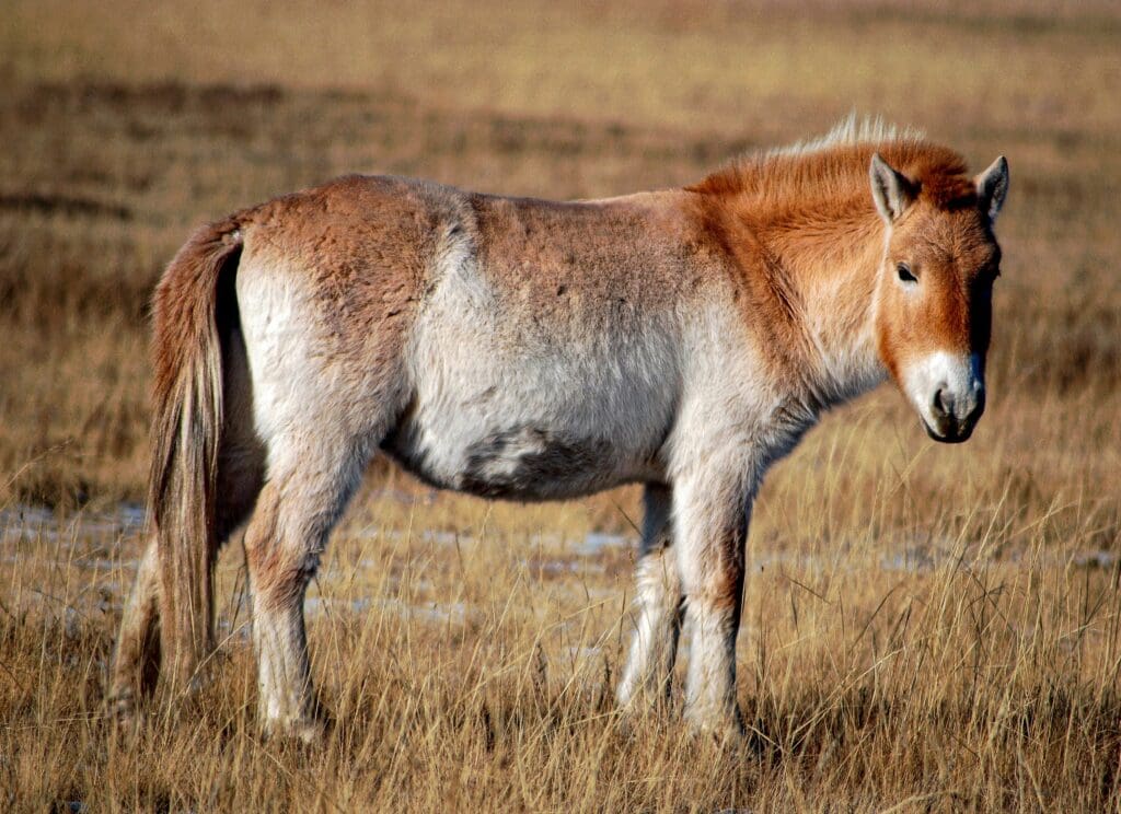 amazing mongolia tours